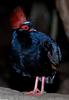 Crested Partridge (Rollulus roulroul)