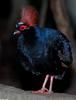 Crested Partridge (Rollulus roulroul)2