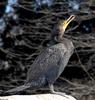 Double-crested Cormorant (Phalacrocorax auritus)002