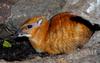 Larger Malay Chevrotain (Mouse Deer) (Tragulus napu)001