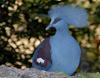 Western Crowned-Pigeon (Goura cristata)001