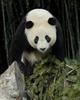 Giant Panda (Ailuropoda melanoleuca)