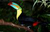 Keel-billed Toucan (Ramphastos sulfuratus)