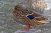 Mallard (Anas platyrhynchos) female