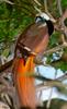 Raggiana Bird-of-Paradise (Paradisaea raggiana)