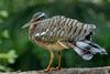 Sunbittern (Eurypyga helias)