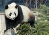 Giant Panda (Ailuropoda melanoleuca)103