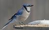 Blue Jay (Cyanocitta cristata)