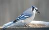Blue Jay (Cyanocitta cristata)103