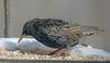 European Starling (Sturnus vulgaris)