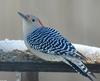 Red-bellied Woodpecker (Melanerpes carolinus) Female-100