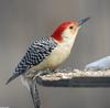 Red-bellied Woodpecker (Melanerpes carolinus)-Male-101