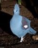 Western Crowned-Pigeon (Goura cristata)100