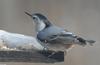 White-breasted Nuthatch (Sitta carolinensis)2