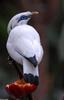 Bali Myna (Leucopsar rothschildi)100