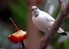 Bali Myna (Leucopsar rothschildi)101