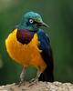 Golden-breasted Starling (Cosmopsarus regius)100