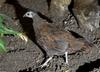 Palawan Peacock Pheasant (Polyplectron emphanum)100