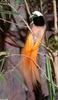 Raggiana Bird-of-Paradise (Paradisaea raggiana)102
