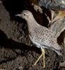 Spotted Dikkop (Burhinus capensis)100