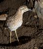 Spotted Dikkop (Burhinus capensis)101