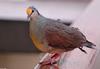 Yellow-breasted Ground Dove (Gallicolumba tristigmata)