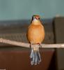 Male - Micronesian Kingfisher (Todirhamphus cinnamominus)