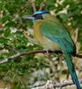 Blue-crowned Motmot (Momotus momota)