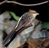 Guira Cuckoo (Guira guira)