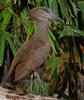 Hammerkop (Scopus umbretta)