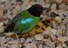 Hooded Pitta (Pitta sordida)009