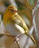 Southern Masked Weaver (Ploceus velatus)002