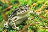 Western toad - agpix.com/jerrymercier