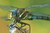 Green darner dragonfly - agpix.com/jerrymercier