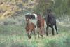 wild horses running - agpix.com/jerrymercier