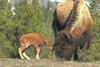 American bison cow and new born calf - agpix.com/jerrymercier