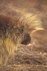 Common porcupine - agpix.com/jerrymercier