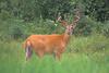 White-tailed deer buck in summer - agpix.com/jerrymercier
