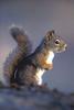 red squirrel - agpix.com/jerrymercier