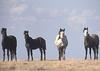 wild horses - agpix.com/jerrymercier