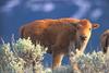 American bison calf - agpix.com/jerrymercier
