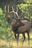 Bull elk - agpix.com/jerrymercier