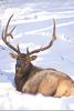 Bull elk in snow - agpix.com/jerrymercier