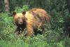 American Black Bear - agpix.com/jerrymercier