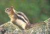 Golden-mantled ground squirrel - agpix.com/jerrymercier