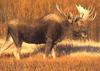 Bull moose - agpix.com/jerrymercier