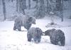 Grizzly bears - agpix.com/jerrymercier