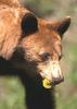 American Black bear - agpix.com/jerrymercier