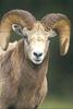 Bighorn sheep ram - agpix.com/jerrymercier