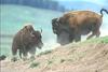 Bison bulls fighting - agpix.com/jerrymercier